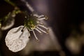 Pistil and stamens after fertilization