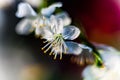 Pistil and stamens after fertilization