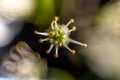 Pistil and stamens after fertilization