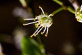 Pistil and stamens after fertilization