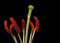 Pistil and stamens of a flower