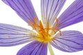 Pistil and stamens of the flower Colchicum macro, isolated on white background Royalty Free Stock Photo