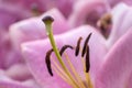 Pistil stamens of a lily flower pink