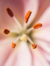 Pistil and stamens of pink Lily macro Royalty Free Stock Photo