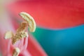 Pistil and stamens of an red lily. Royalty Free Stock Photo