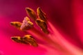 The pistil and staments, on a background of pink lily petals