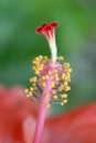 Pistil of tropical flower