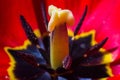 Pistil of tulip stand up like a mega tower - extreme macro