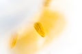 Pistil of a white tulip with yellow pollen Royalty Free Stock Photo