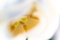 Pistil of a white tulip with yellow pollen Royalty Free Stock Photo