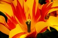 Pistil of a yellow and red flammed tulip in the Keukenhof in 2022 in the Netherlands Royalty Free Stock Photo