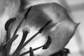 pistils of a lily and therefore the pollen and leaves, black and white