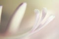 Pistils, stamens tender love pink soft Royalty Free Stock Photo