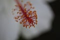 Pistols stamen hibiscus macro flower Royalty Free Stock Photo