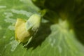 Macro of pea bud developing into a flower. Differential focus Royalty Free Stock Photo