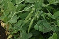 Green peas pods in the garden.