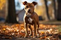 A pit bull with a collar walks in an autumn park.