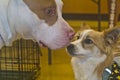 Pit bull and Corgi nose to face