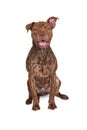 Pit Bull Cross Happy Expression Royalty Free Stock Photo