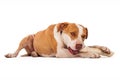 Pit Bull Dog Chewing on Bone Royalty Free Stock Photo
