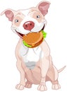 Pit Bull Dog Eats Hamburger