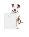 Pit Bull Dog Holding Blank Sign Royalty Free Stock Photo