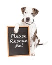 Pit Bull Dog Holding Rescue Sign