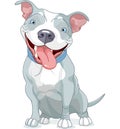 Pit Bull Dog Royalty Free Stock Photo