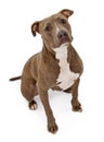 Pit Bull Dog With Innocent Look Royalty Free Stock Photo