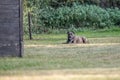 Pit Bull Dog Lies On The Grass. Companion Dog, Guard Dog. Walking American Bully