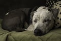 A pit bull dog sleeps peacefully on a couch