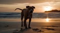 Pit bull dog walking and playing at the beach in the evening sunset Royalty Free Stock Photo