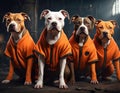 Pit bull dogs in an orange prisoner costume