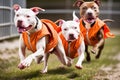 Pit bull dogs in an orange prisoner costume