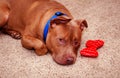 Pit bull guarding his favorite toy Royalty Free Stock Photo