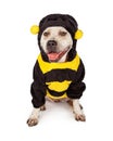 Pit Bull in Halloween Bumble Bee Costume Royalty Free Stock Photo