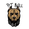 Pit bull head with a collar. Vector illustration. Royalty Free Stock Photo