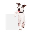 Pit Bull Holding Blank Sign Royalty Free Stock Photo