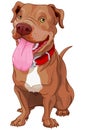 Pit-Bull Royalty Free Stock Photo