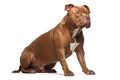pit bull isolated on white background. Generated by AI Royalty Free Stock Photo
