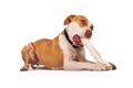Pit Bull Laying With Rawhide Bone Royalty Free Stock Photo