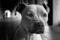 Pit bull mix black and white Royalty Free Stock Photo