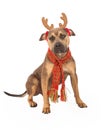 Pit Bull Mix Breed Dog Wearing Christmas Antlers Royalty Free Stock Photo