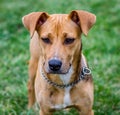 Pit bull mix Royalty Free Stock Photo