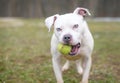 A Pit Bull mixed breed dog holding a tennis ball in its mouth Royalty Free Stock Photo