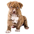 Adorably young brown and white pit bull dog