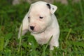 Pit Bull Puppy Royalty Free Stock Photo