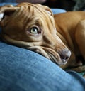 Pit bull puppy Royalty Free Stock Photo