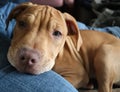 Pit bull puppy Royalty Free Stock Photo