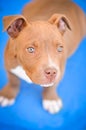 Pit Bull Puppy Royalty Free Stock Photo